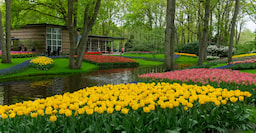 Kuekenhof Gardens