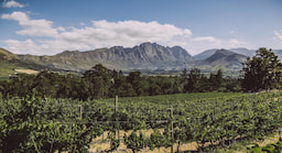 Franschhoek Wine Tram