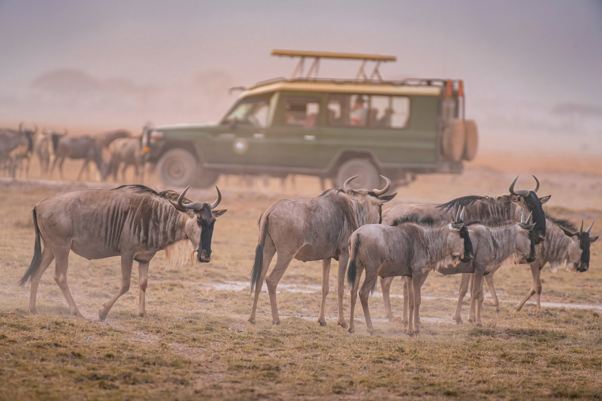 Masai Mara Game Drive