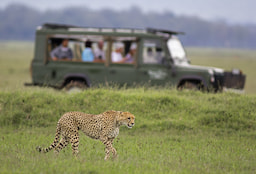 Masai Mara Game Drive
