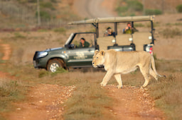 Garden Route Game Lodge