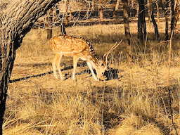Gir National Park