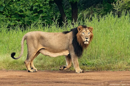 Gir National Park