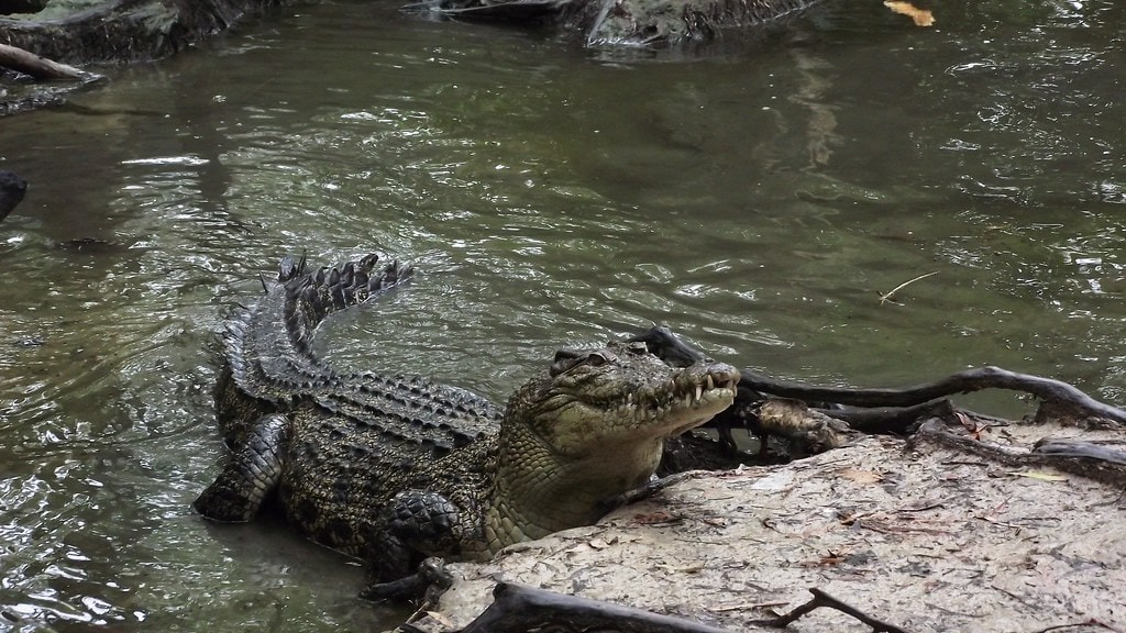 Hartley's Crocodile Adventures 1