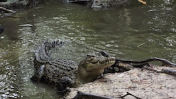 Hartley's Crocodile Adventures 1