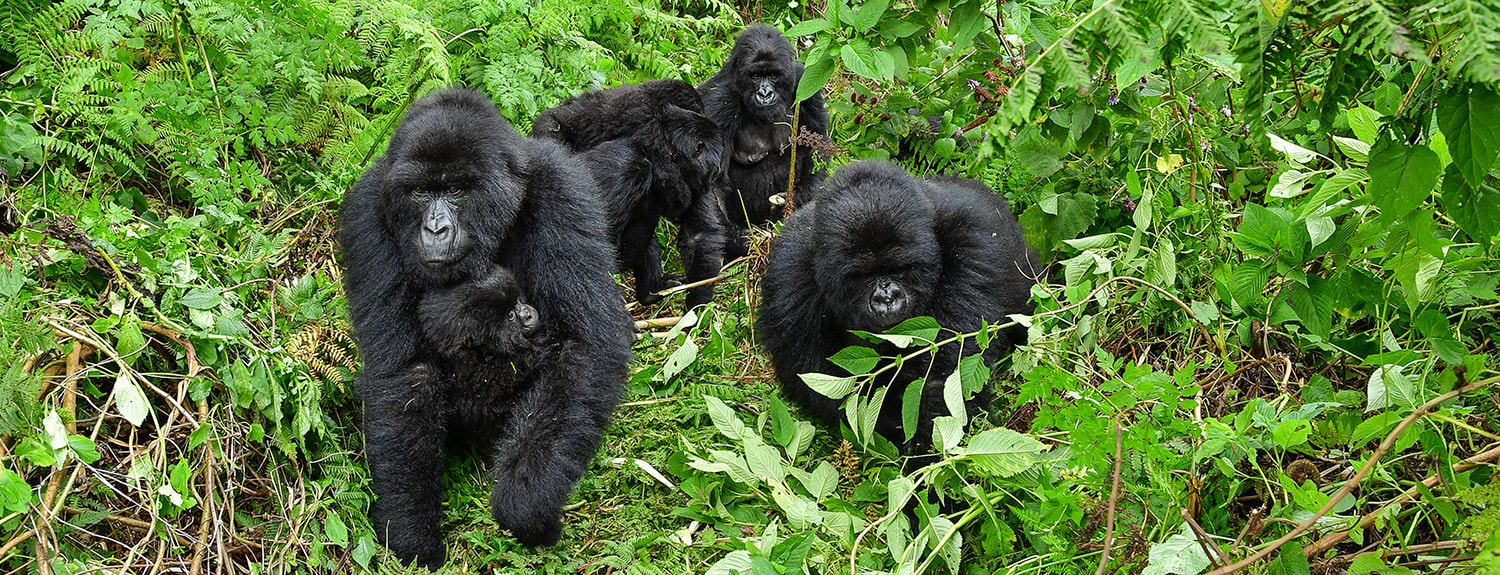 Kibale Chimpanzee Trekking
