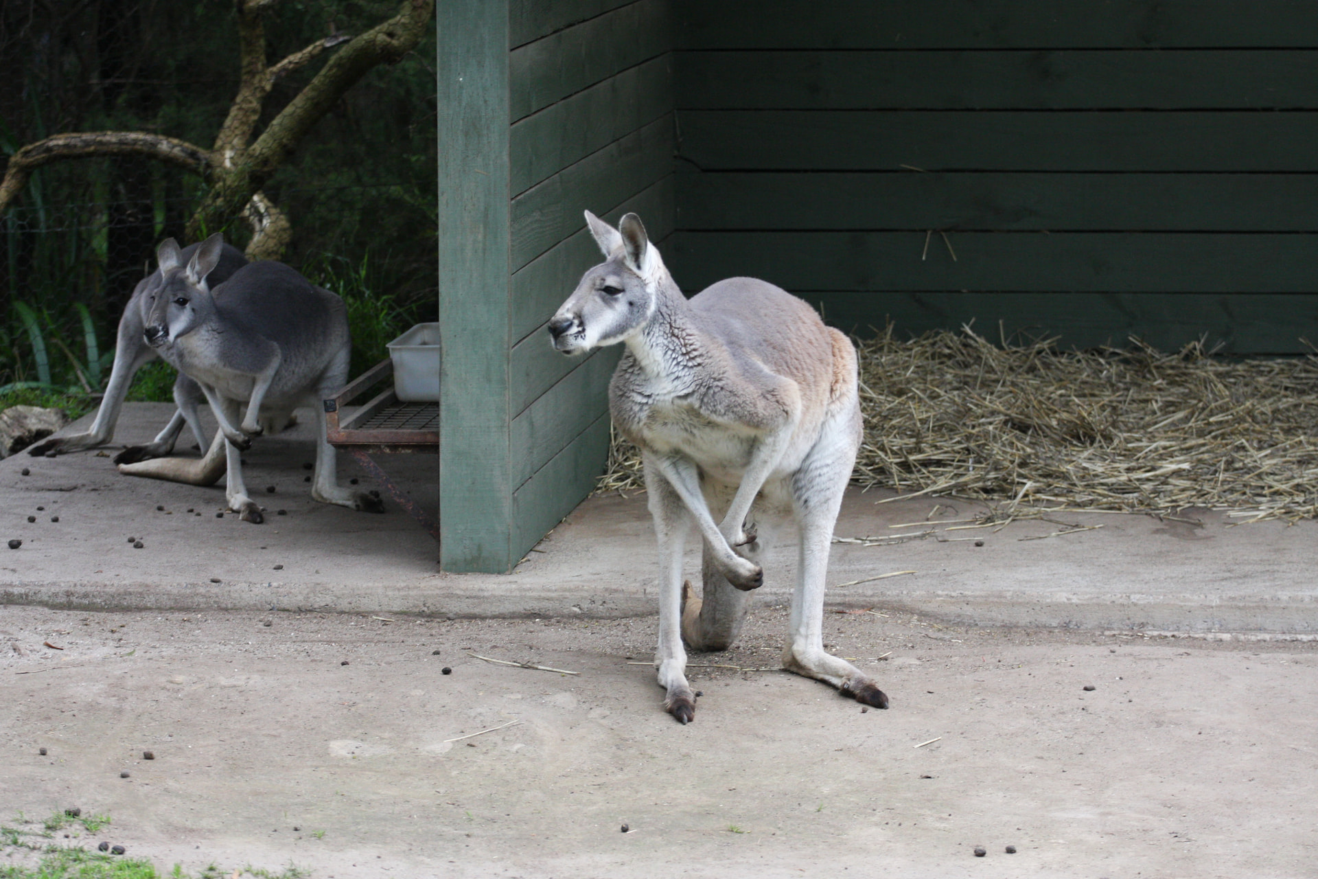 Healesville Sanctuary 1