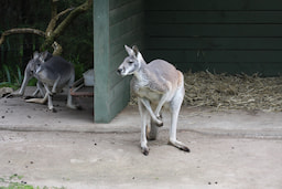 Healesville Sanctuary 1