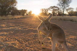 Kangaroo Century Sunset Tour