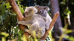 Koala Conservation Reserve 2