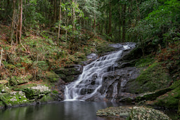 Kondalilla National Park 1