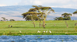 Lake Naivasha