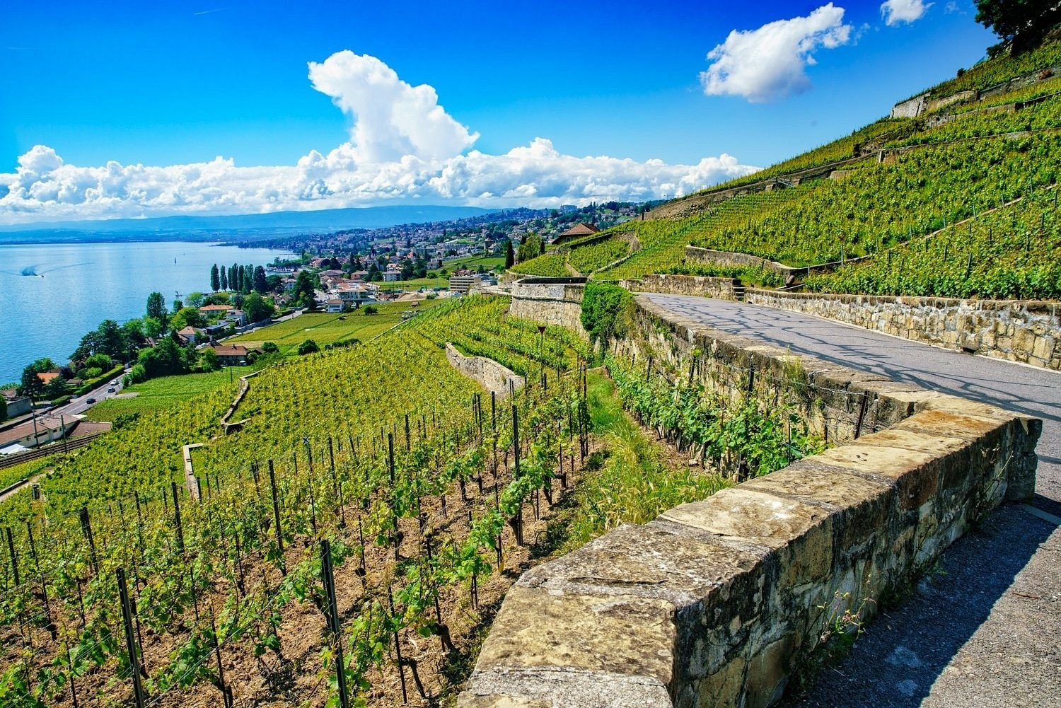 Lavaux Vineyard Terrace