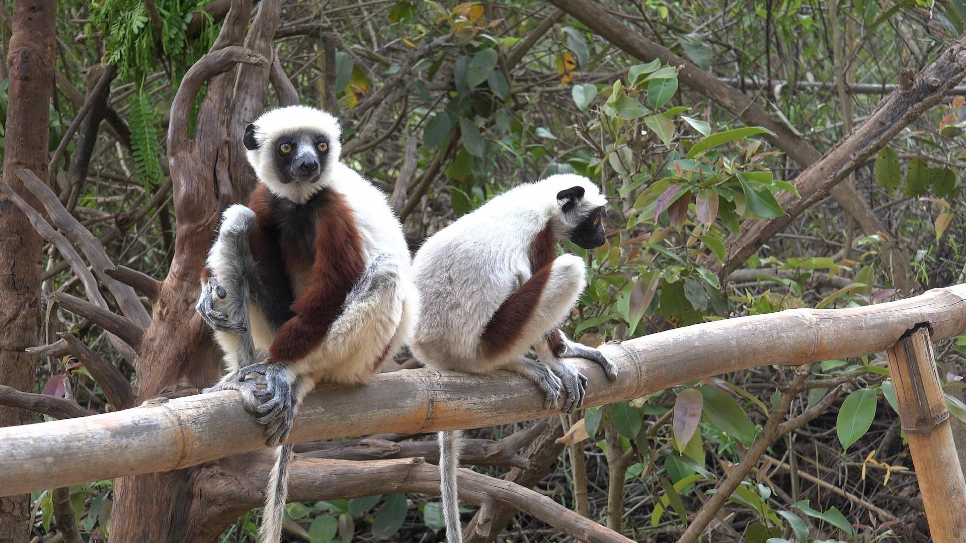 Lemurs Park