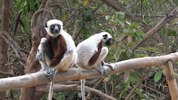 Lemurs Park