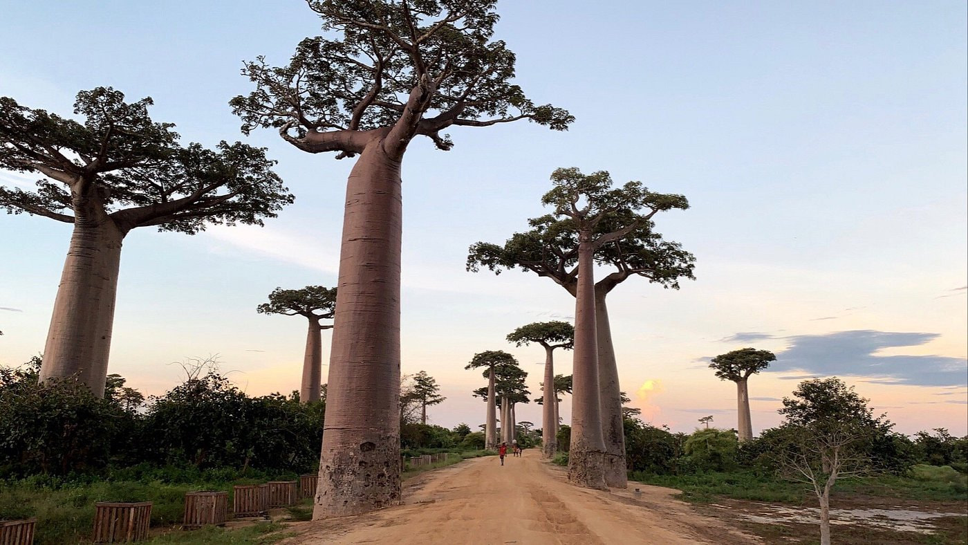 Avenue of the Baobabs