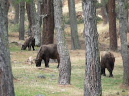 Motithang Takin Preserve Centre