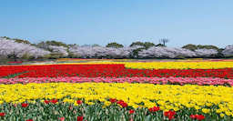 Nabana No Sato