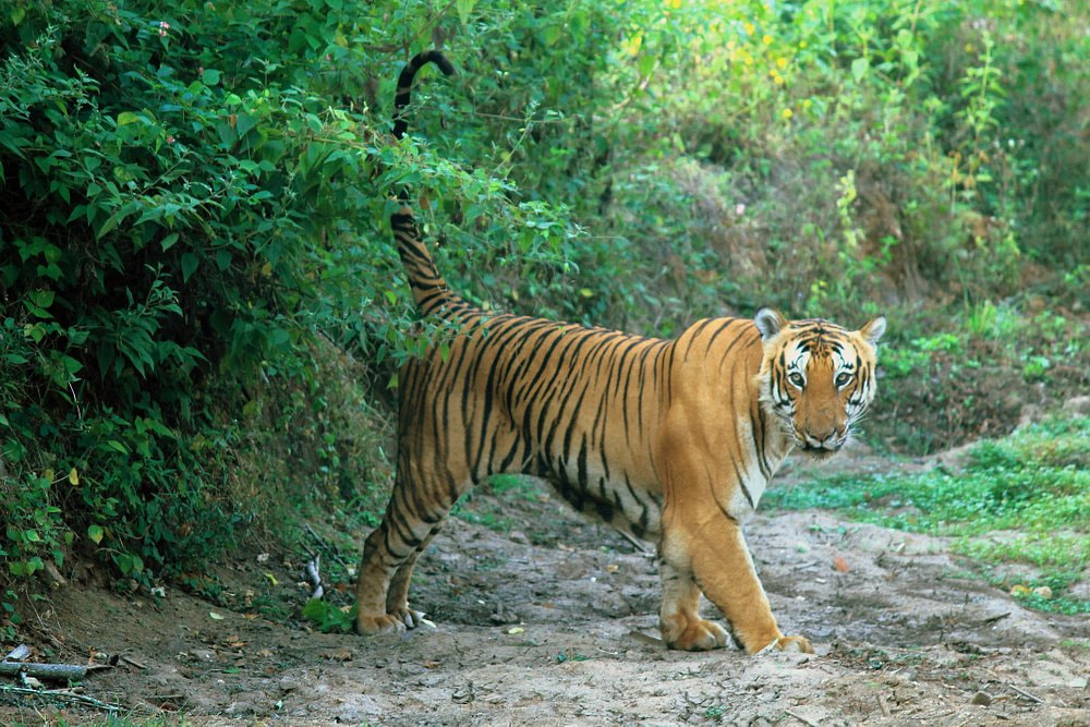 Nagarahole National Park And Tiger Reserve
