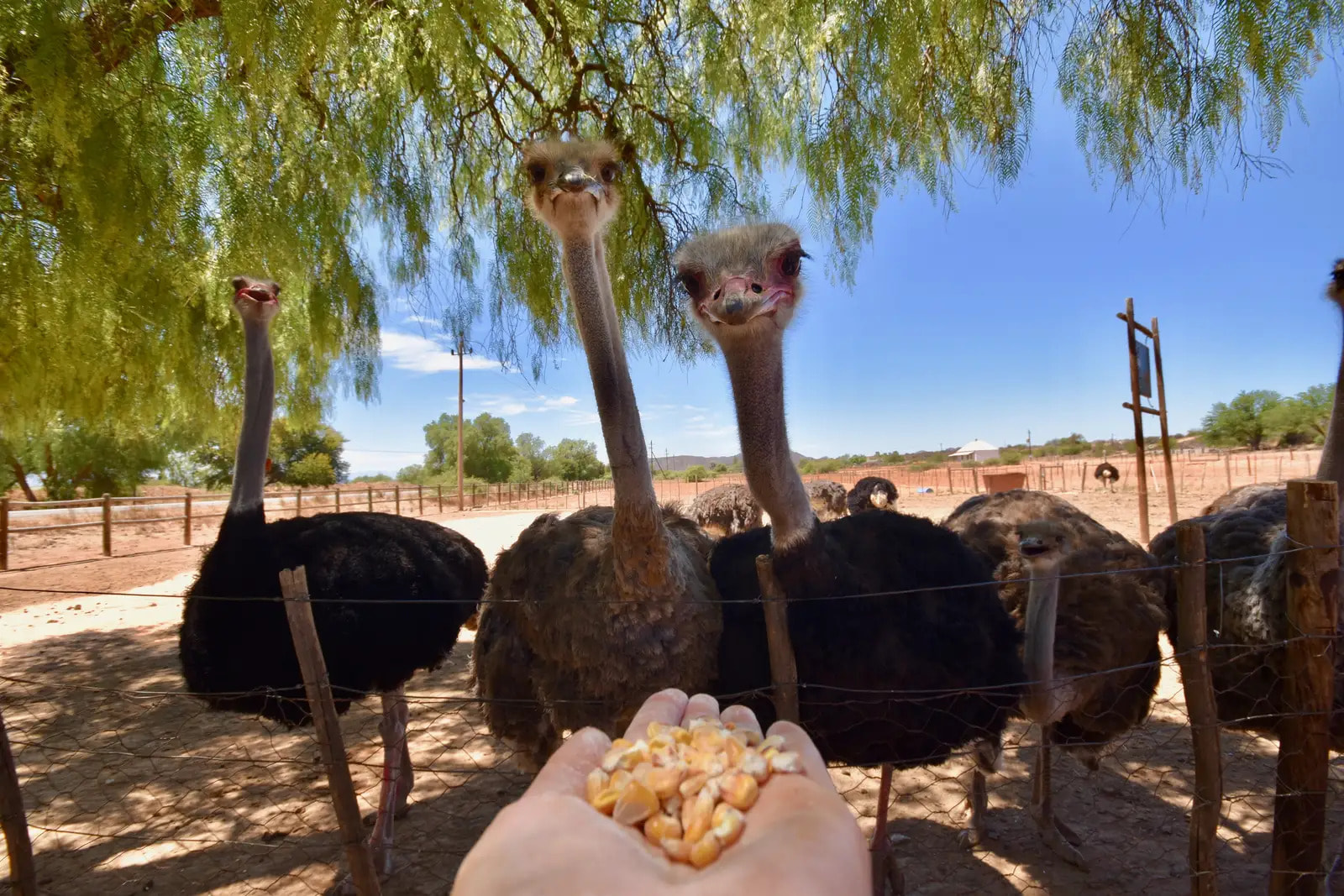 Ostrich Farm