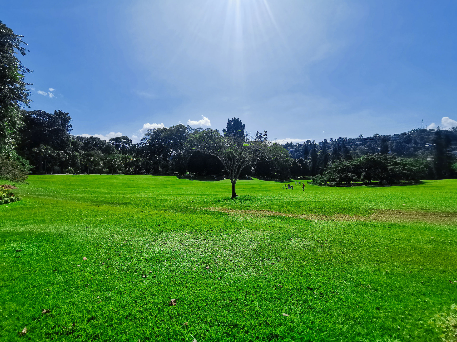Peradeniya Botanical Garden 1