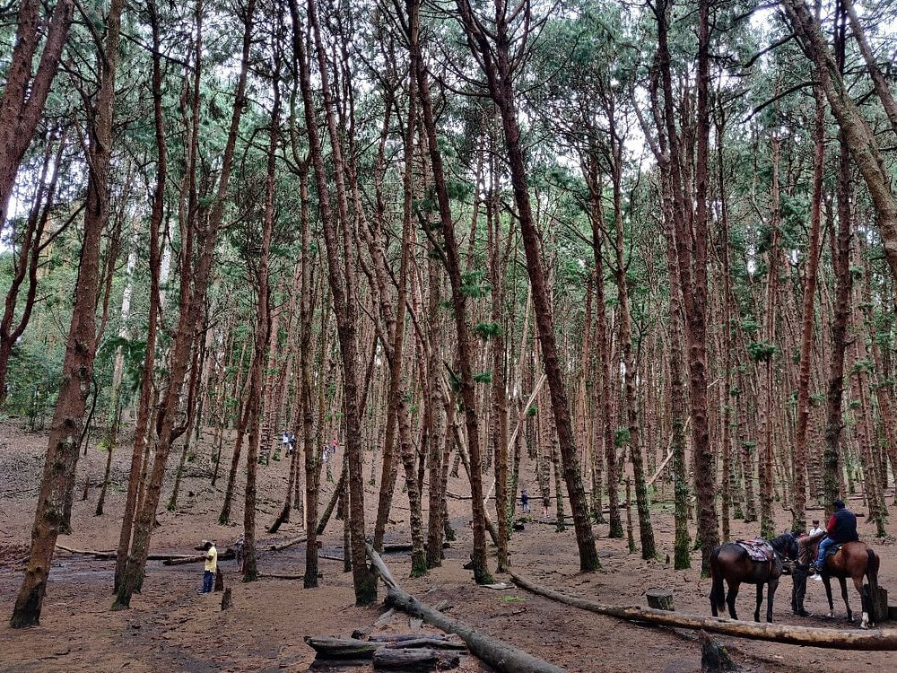 Pine Forest