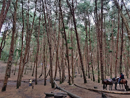 Pine Forest