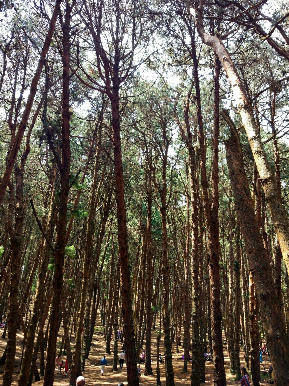 Pine Forest