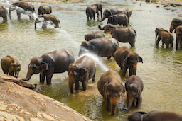 Pinnawala Elephant Orphanage 1