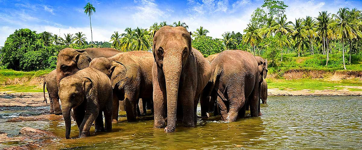 Pinnawala Elephant Orphanage