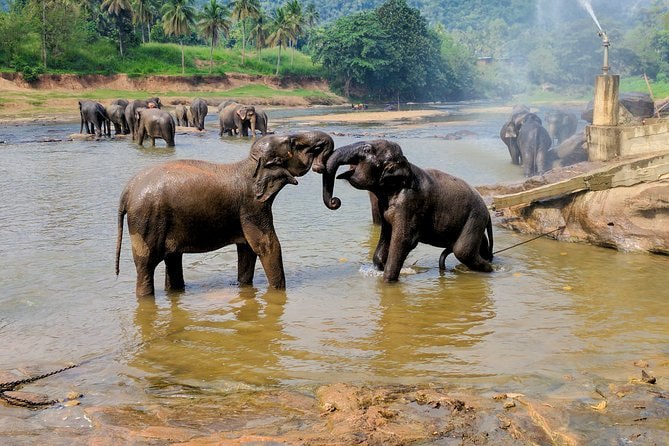 Pinnawala Elephant Orphanage