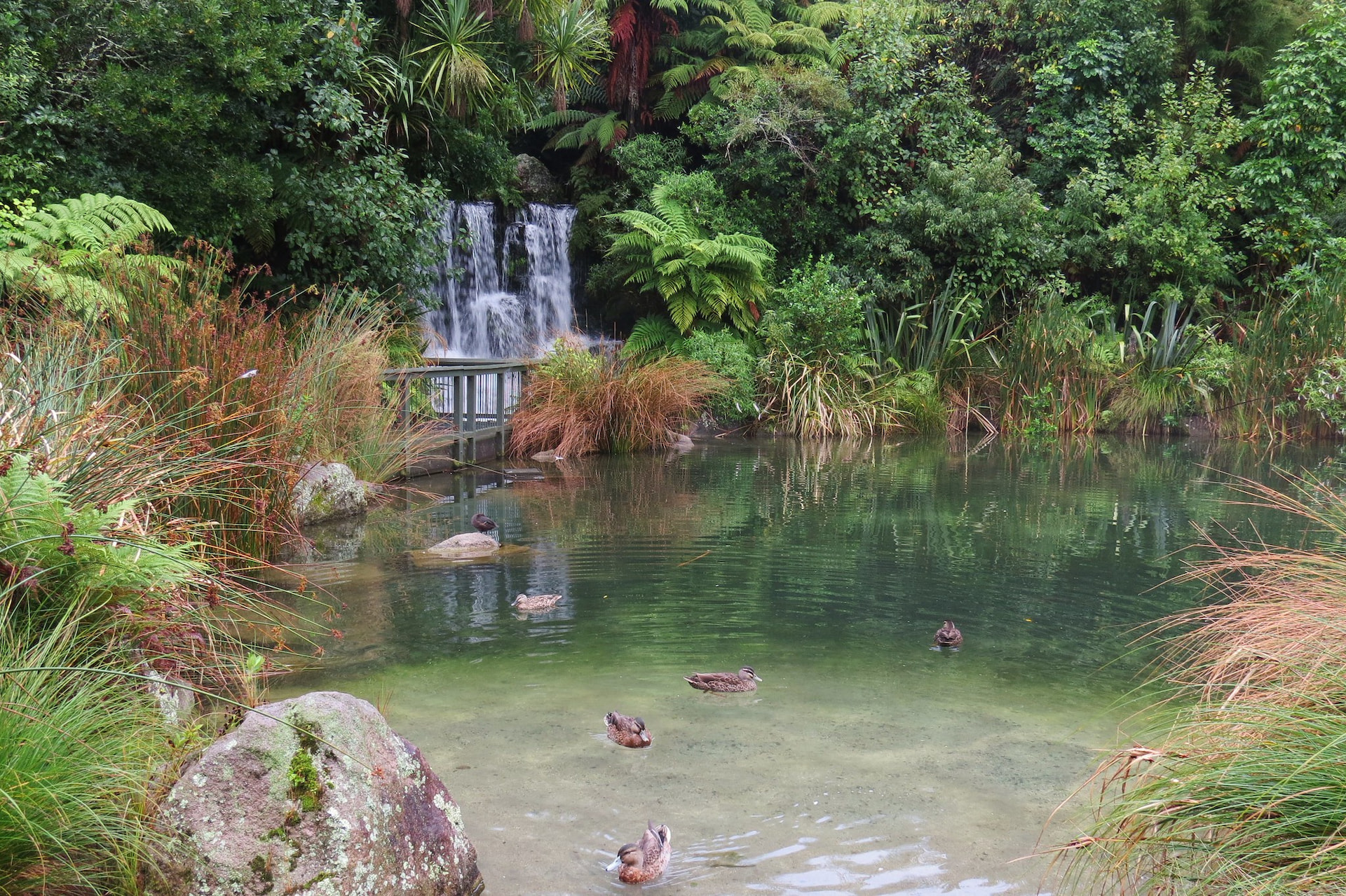 Rainbow Springs 1