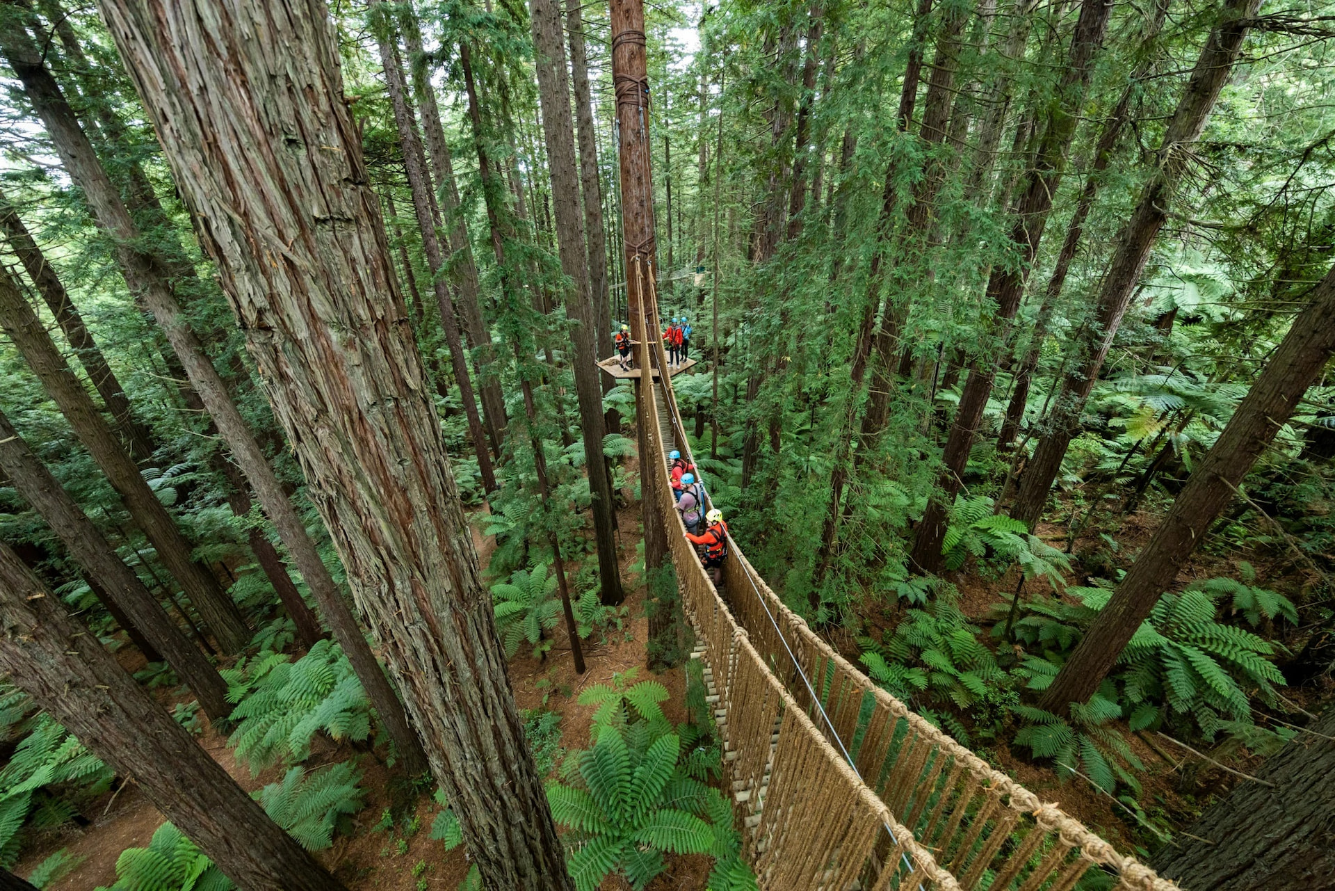 Red Woods Tree Walk