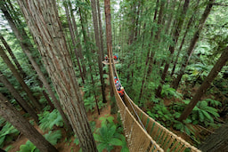 Red Woods Tree Walk