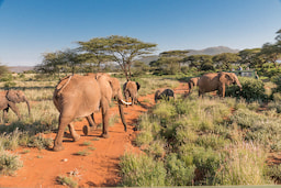 Samburu National Park