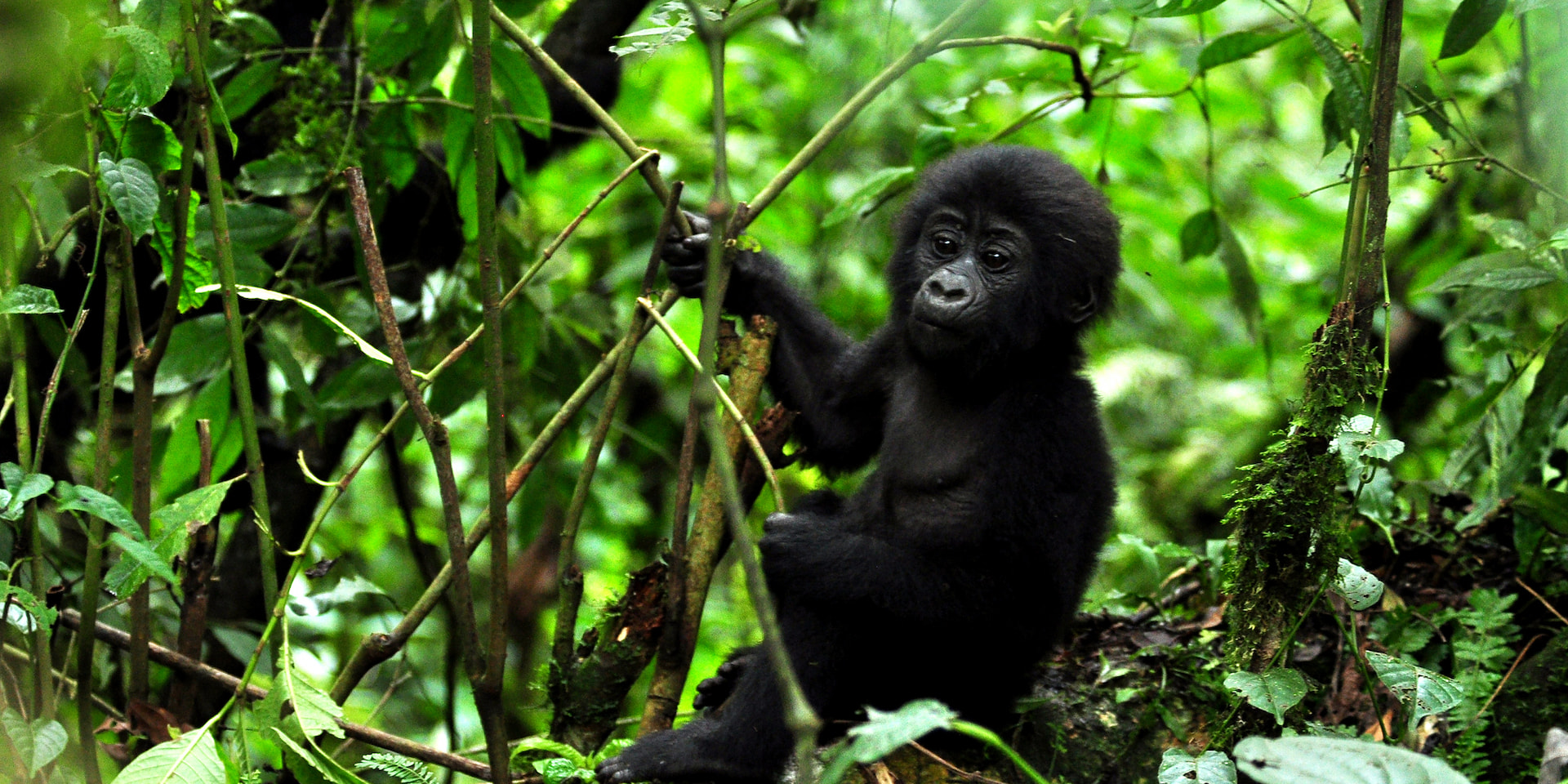 Bwindi Impenetrable National Park