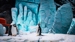 Sea World Abu Dhabi 2