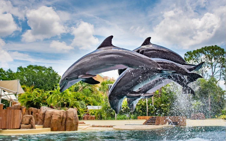 SeaWorld Orlando 1