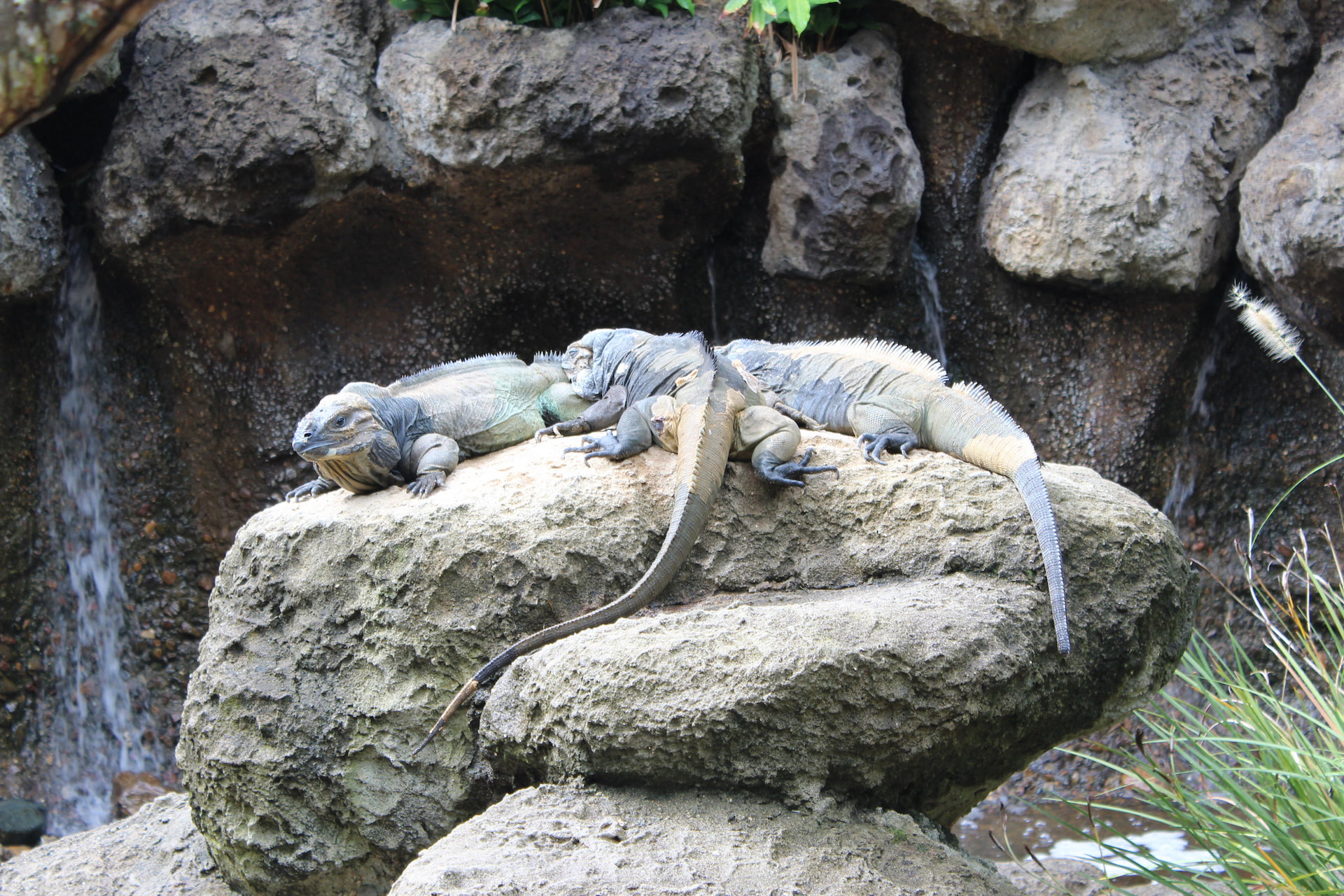 Steve Irwin's Australia Zoo 1