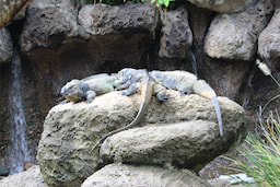 Steve Irwin's Australia Zoo 1