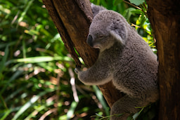 Sydney Wildlife Zoo 1