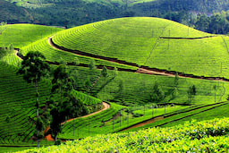Tea Gardens & Museums