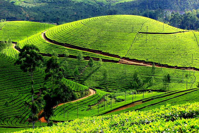 tea gardens museums 2