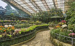 Tibetology & Flower Show