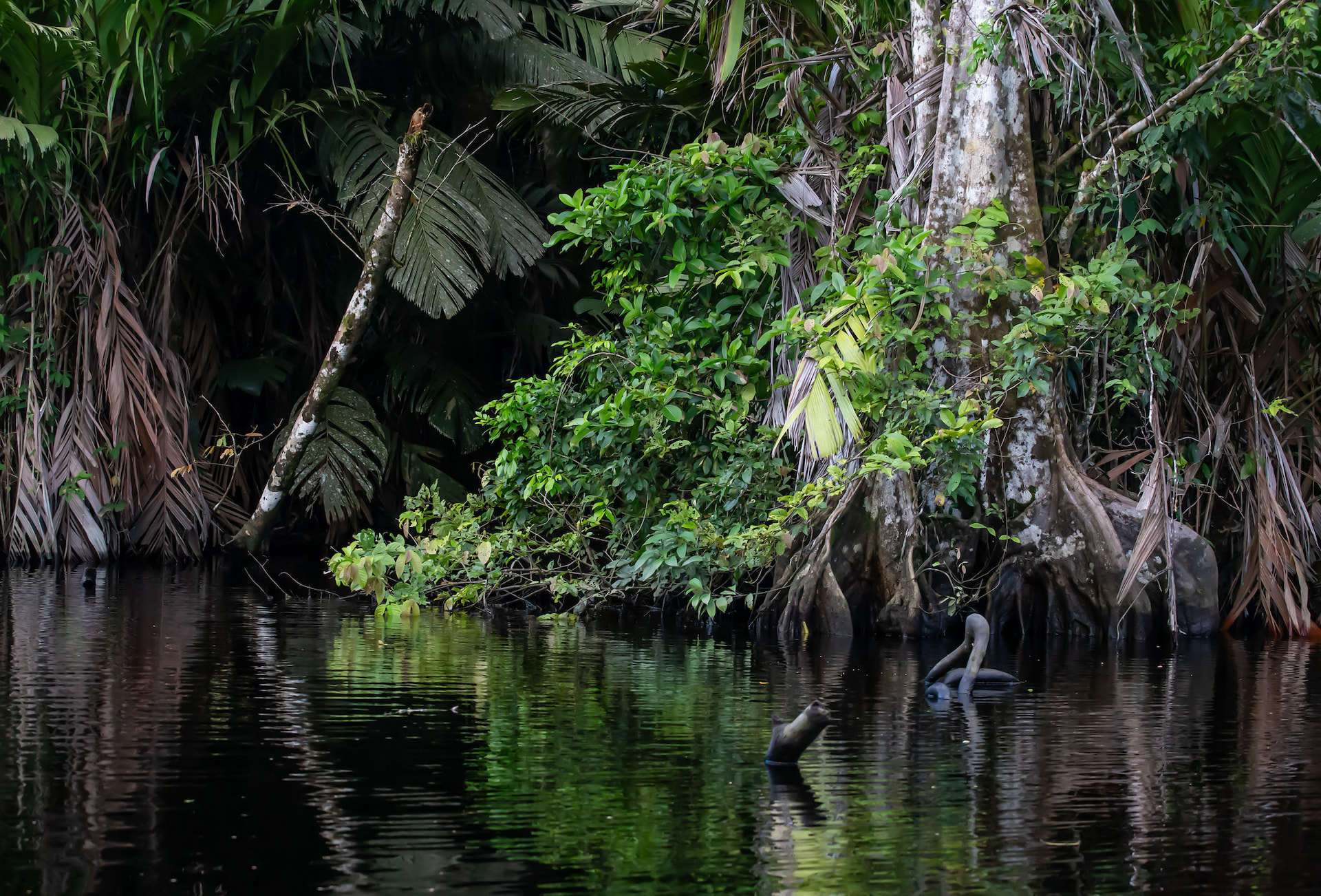 Tortuguero National Park 