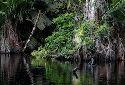 Tortuguero National Park 
