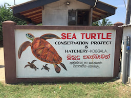 Turtle hatchery bentota