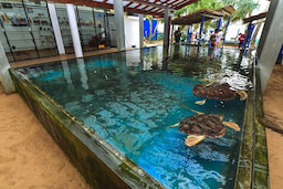 Turtle hatchery bentota