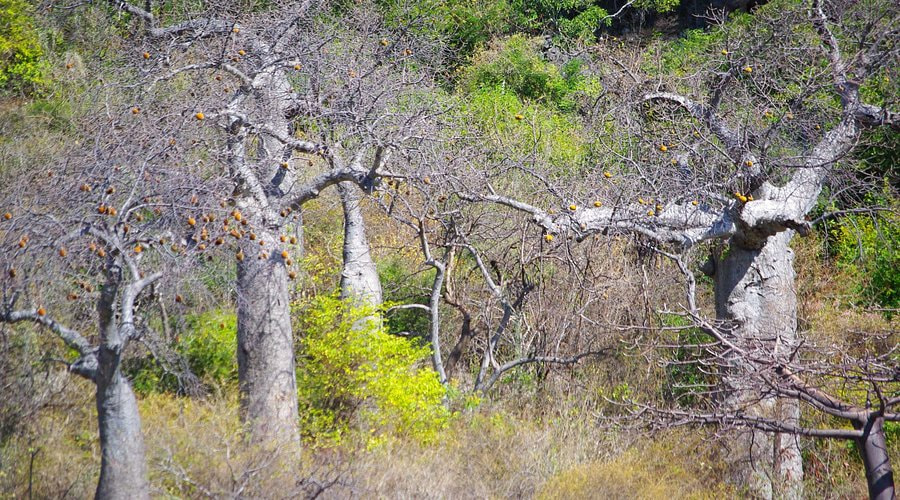Viewpoint French Mountain