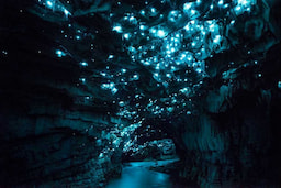 Waitomo Glowworm Caves